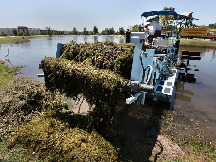 Conveyor Belt for River Weed