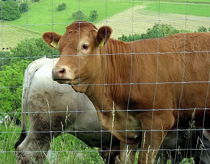 livestock fencing