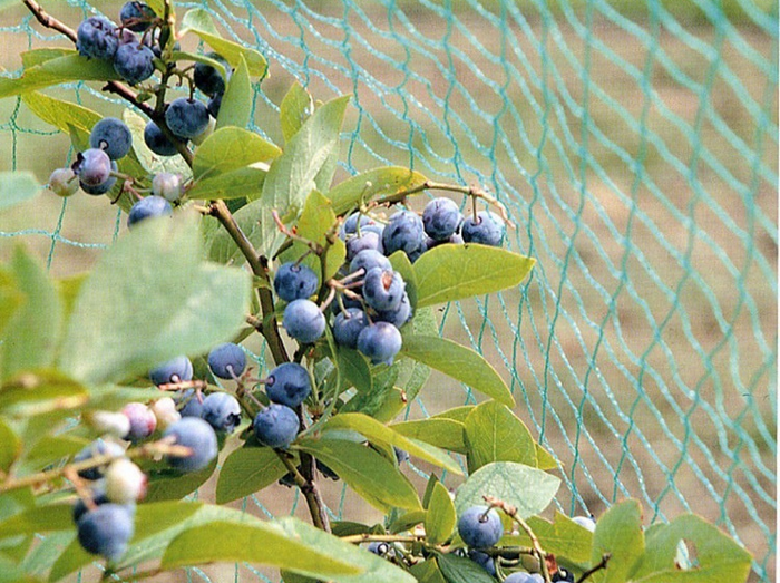 Plastic Stretched Anti Bird Netting