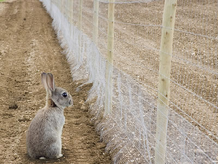 mesh fence for rabbit